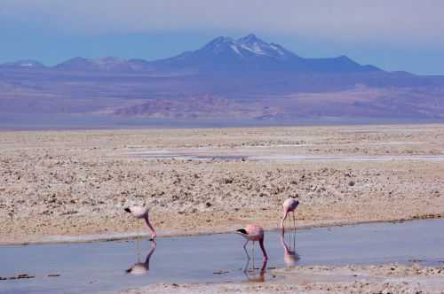 TREKKING NEL DESERTO DI ATACAMA 2015